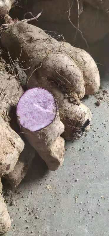 高州市高州特产，大薯