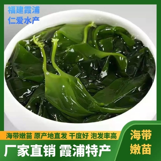 霞浦县海带芽  鲜海带 霞浦海带苗特级嫩芽一斤盐渍非干货新鲜产地直发三秒即食