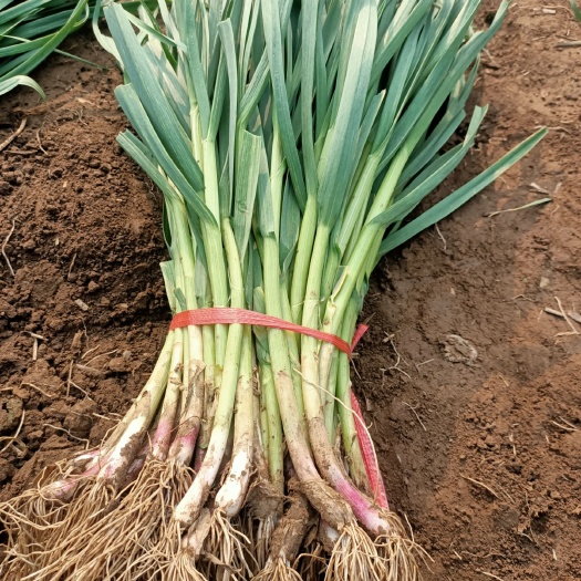 行唐县红根蒜苗 高度50cm左右，红根，种植户
