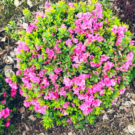 成都杜鹃球  杜鹃花春娟 夏娟 绿篱花卉 公园庭院 绿化苗木