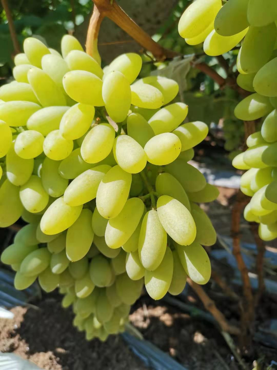 白鸡心葡萄 云南省楚雄彝族自治州元谋县 市场果 