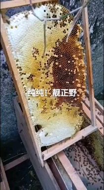 正宗中华蜂士蜂荔枝龙眼蜜