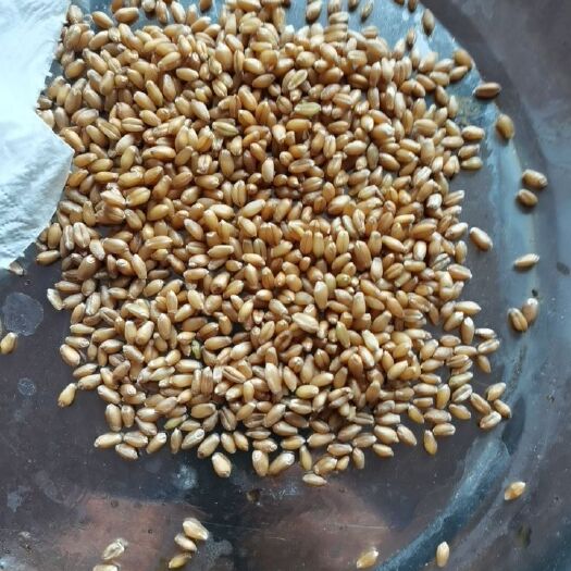 五大连池 双比重精选小麦