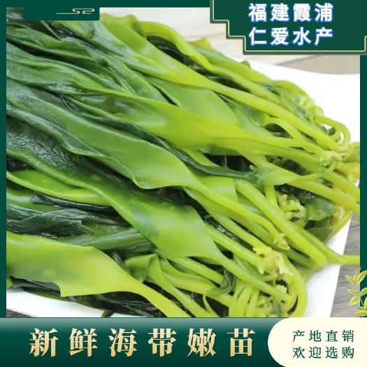 海帶芽  福建霞浦海帶苗散裝嫩苗10斤裝特級新鮮酒店排檔快餐店海