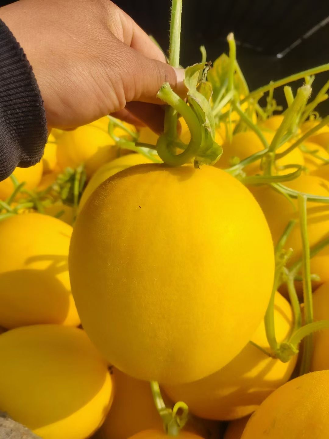 ݷɽݷػƽ۹  úϣƽۣϣƺۣź