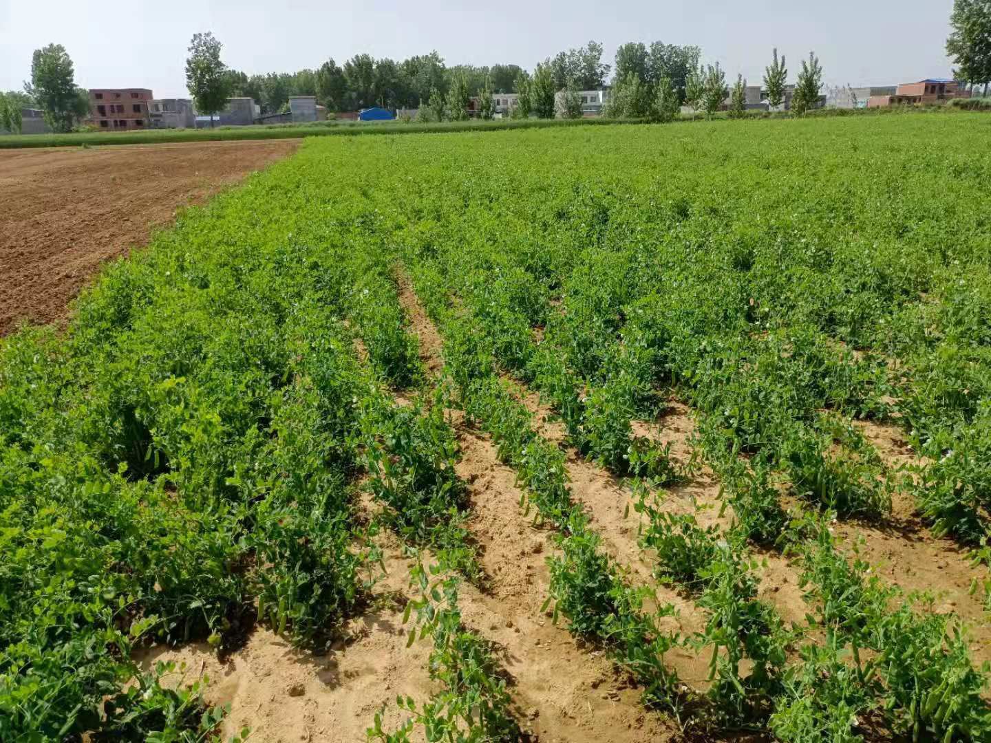 豌豆荚 河南豌豆