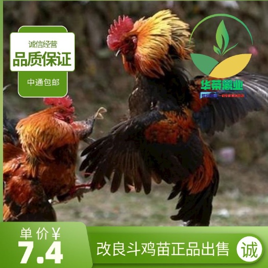 南宁斗鸡苗  改良斗鸡鸡苗 品质保证 诚信经营 包打疫苗 可支持全国发货
