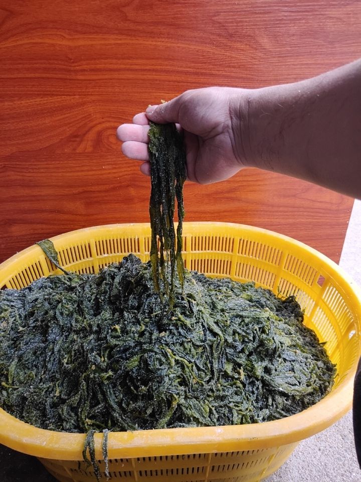 海带芽  鲜海带 霞浦海带苗特级嫩芽一斤盐渍非干货新鲜产地直发三秒即食