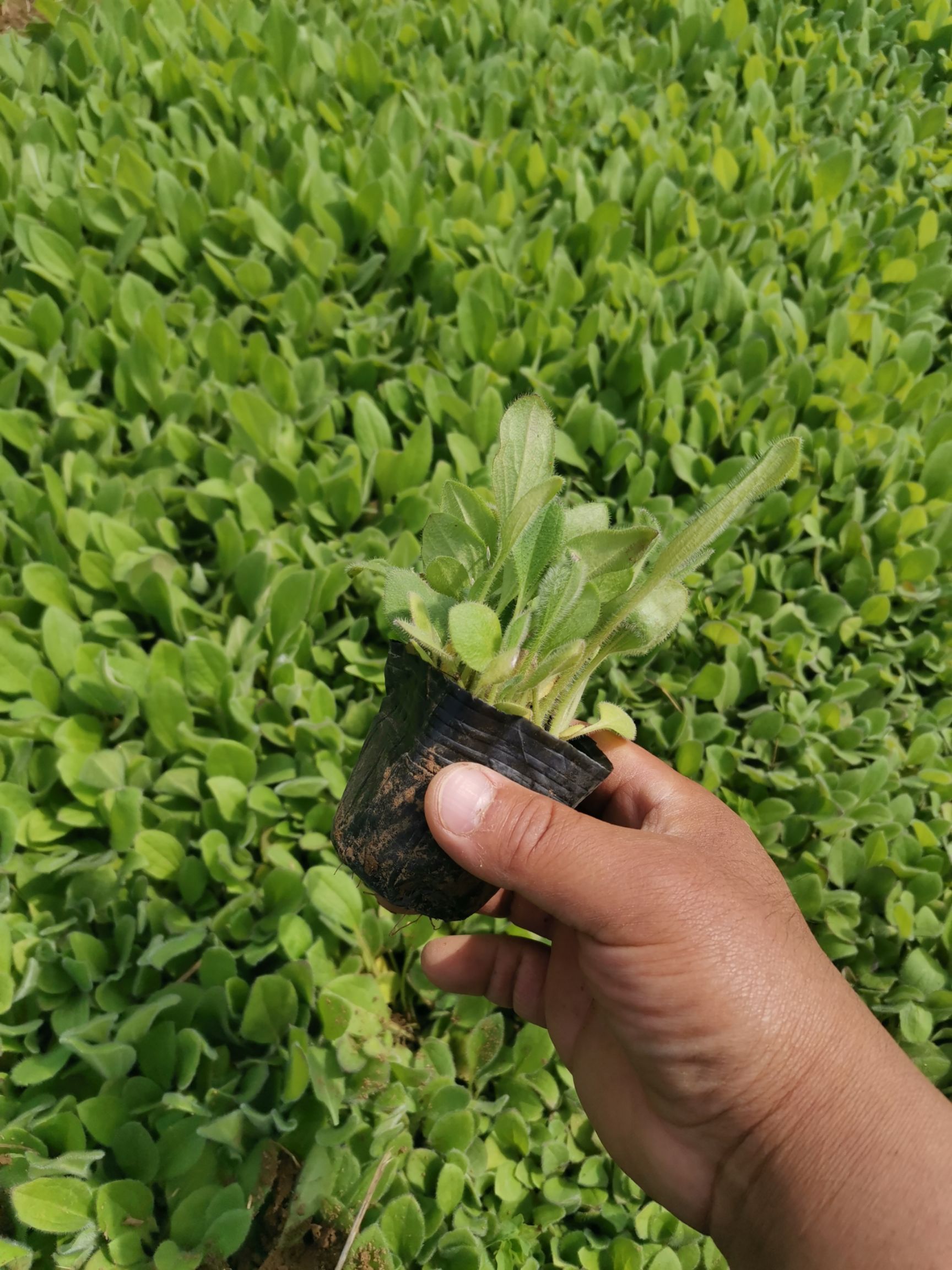 金光菊  金光菊杯苗 产地直供 死苗补发