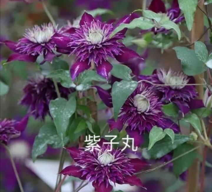铁线莲盆栽 大中小苗欢迎订购，量大联系客服