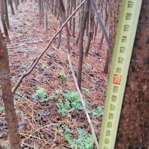 通化县梧桐树