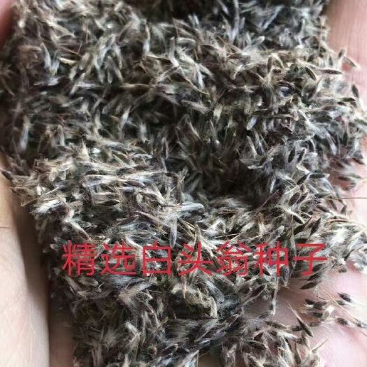 青龙县白头翁净种子