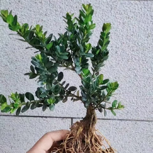 南靖县龙鳞黑珍珠黄杨三年苗，粗一公分左右，高30左右