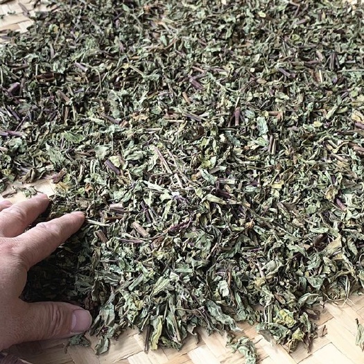 玉林大量供应优质猫须草肾茶化石草产地直销 价格优惠，欢迎合谈