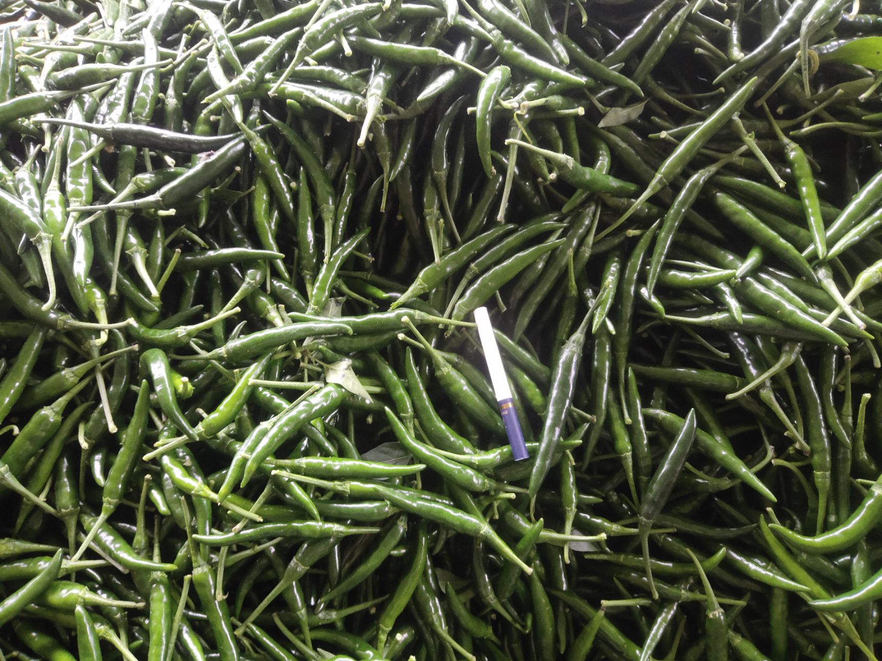 朝天椒  起床开始干辣椒