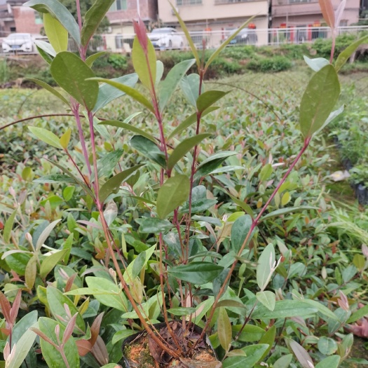 广州桃金娘苗  ，桃金娘杯苗一年就挂果，捻子果苗基地批发，