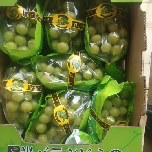 大荔县玫瑰香葡萄  阳光玫瑰葡萄香甜可口玫瑰香味