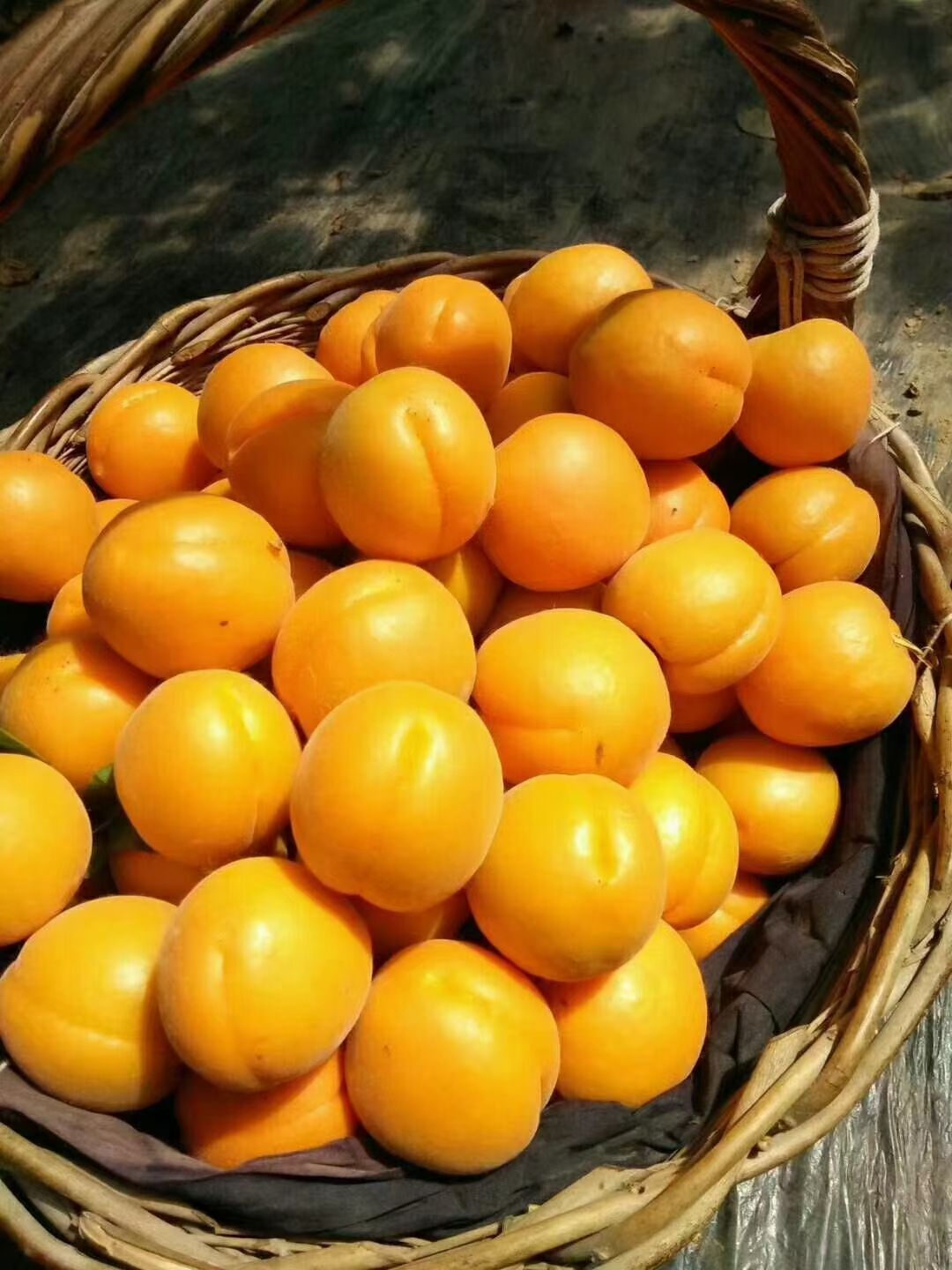 陕西大黄杏百科图片