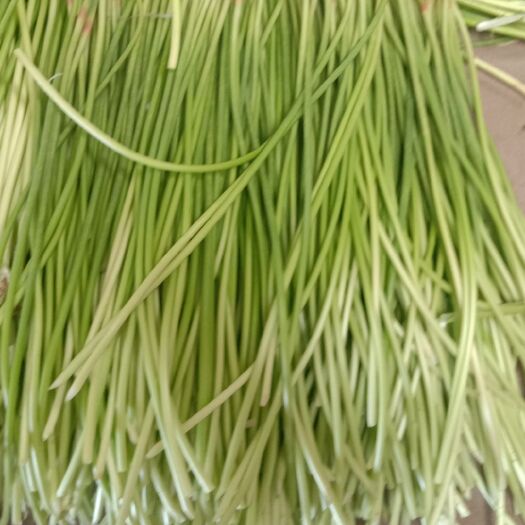 大荔县红帽蒜苔 红帽蒜台大量上市