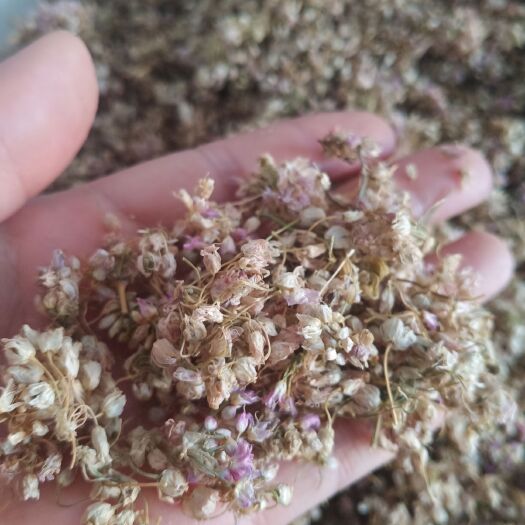 东乌旗内蒙古锡林浩特东乌旗摘蒙花