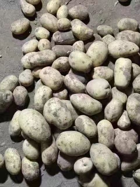 邯郸黄大豆 土豆
