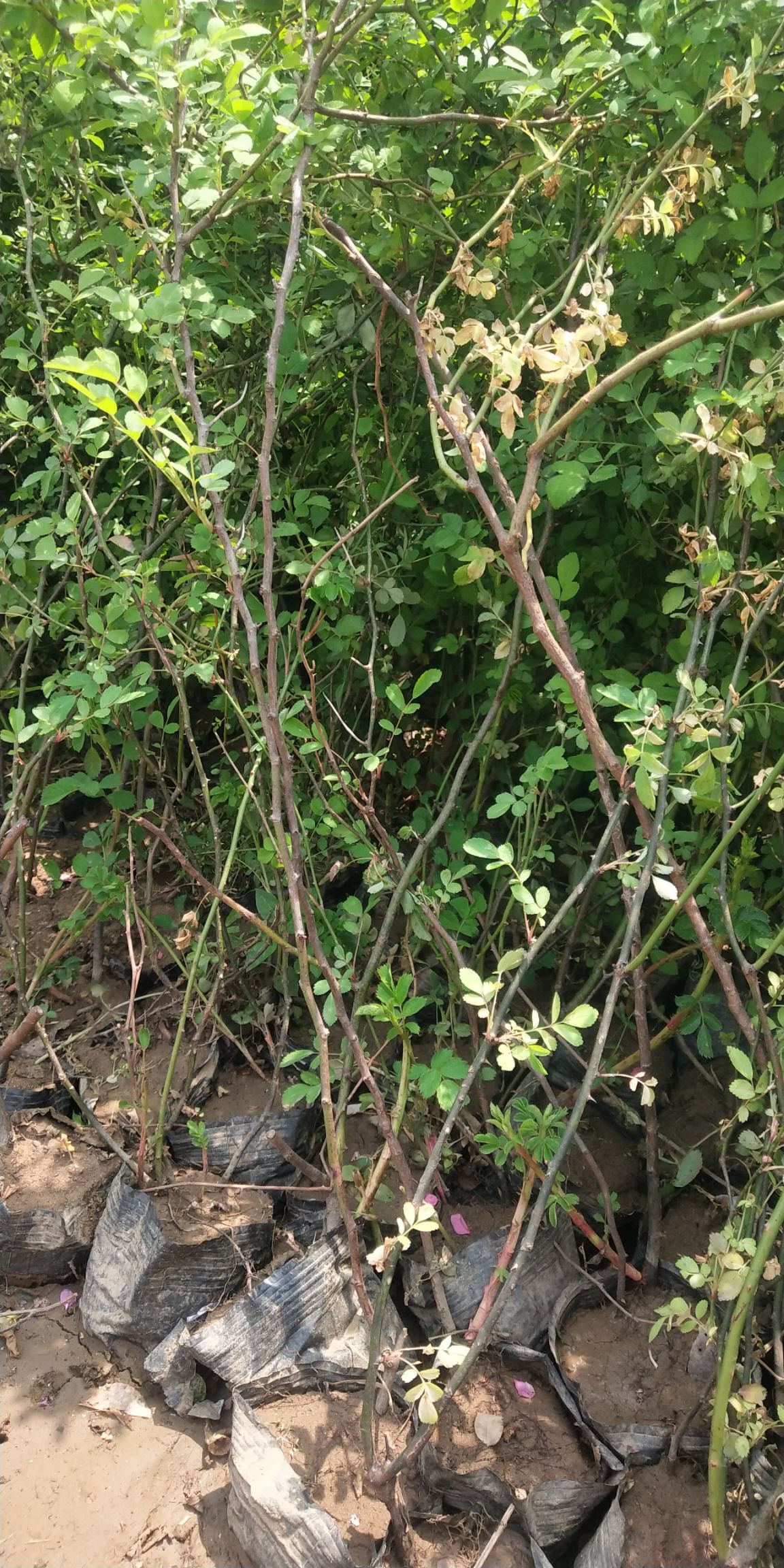 [蔷薇批发 蔷薇杯苗价格2.5元/株 惠农网