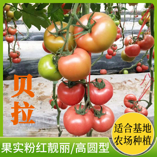 寿光市硬粉番茄种子 贝拉越冬耐寒大果！高圆亮粉！耐运输！寿光直发