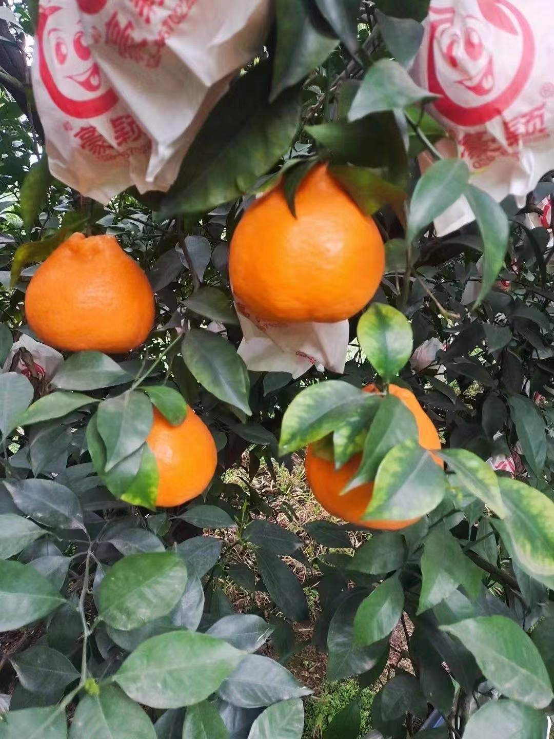 耙耙柑 纯甜高次
