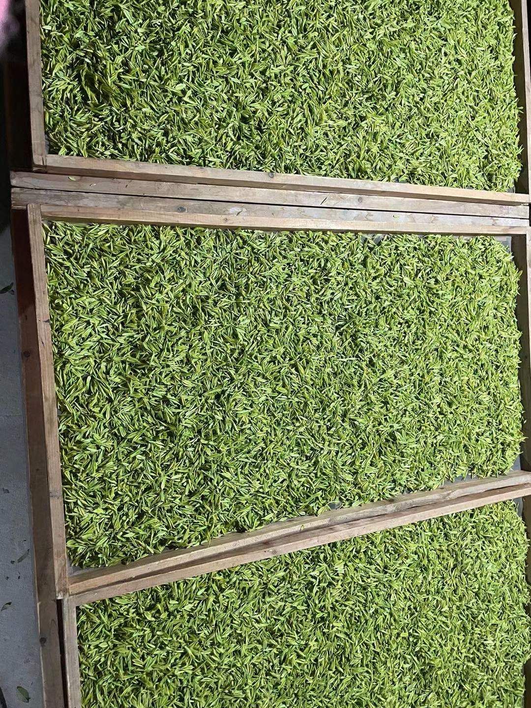 新白茶 天目湖白茶