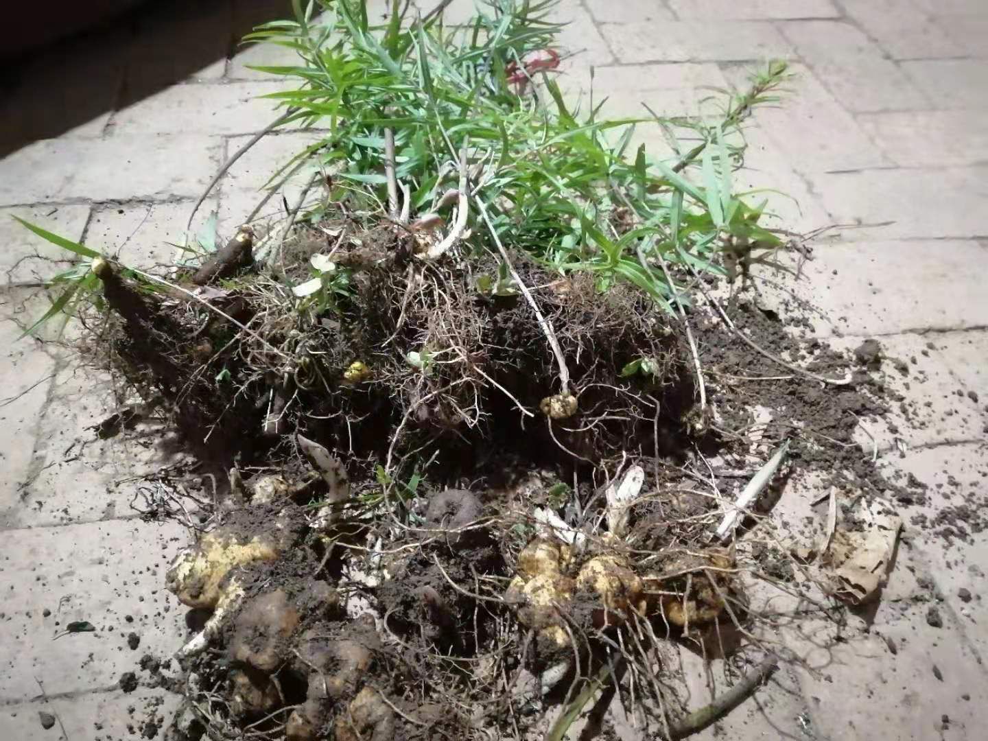 甜黄精  山上的黄精，秦岭山的地道中药。