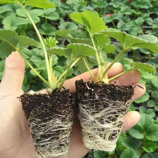 泰安优质脱毒草莓苗 章姬 红颜 隋珠 妙香七号等品种 现挖现卖