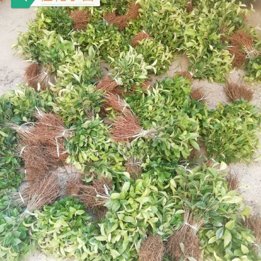 桂花树苗  桂花小苗，桂花苗