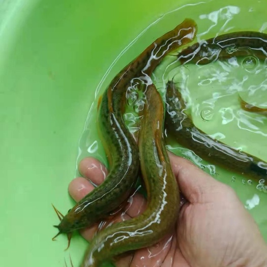泥鳅苗  泥鳅鱼苗，泥鳅鱼苗自家苗场直销养殖产量高快大的量大包送。
