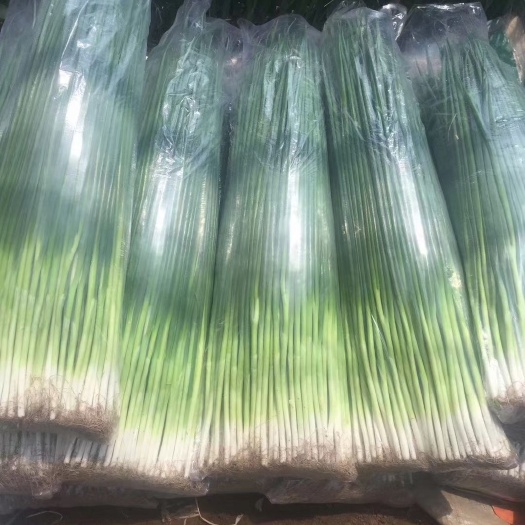 锦州香葱