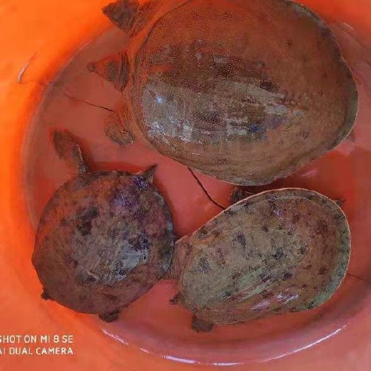 衡阳县清溪花鳖 