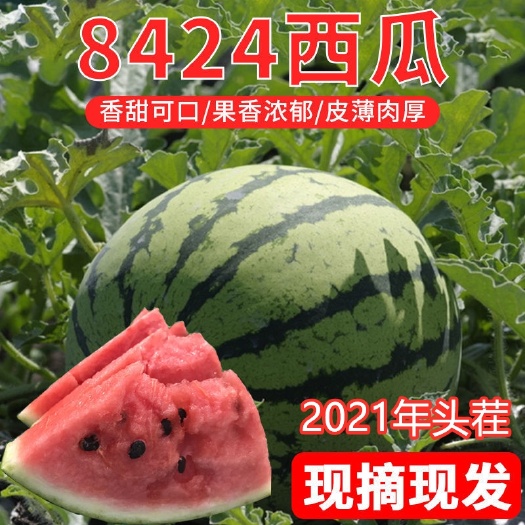 砀山县砀山8424麒麟西瓜 头茬西瓜6-11斤左右代发西瓜包熟包甜