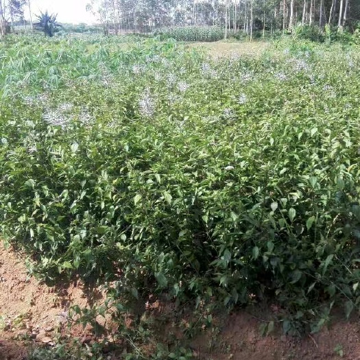 玉林猫须草成品