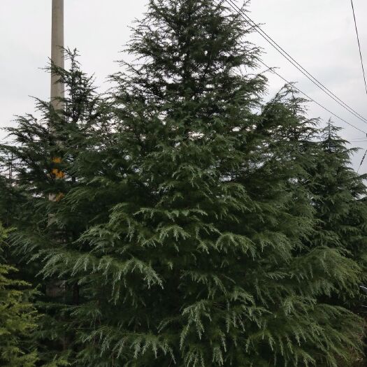 周至县雪松 