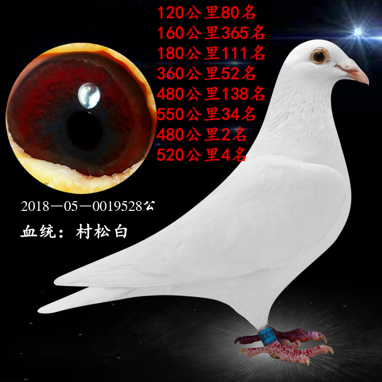 信鸽成绩鸽鸽子活体公棚特比杨阿腾外国圆环