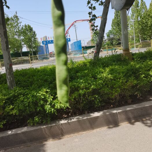 莘县 莘县绿扁豆，按需供给，需提前订货，，，诚信经营
