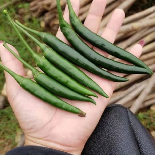 龙州县朝天椒  起床开始干辣椒