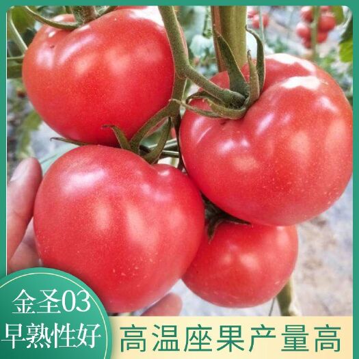 硬粉番茄苗  金圣03 耐高温 硬粉 西红柿苗   硬度好