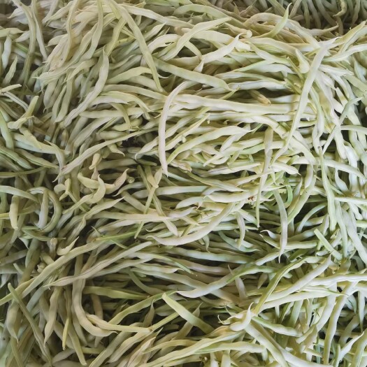 莒南县道口镇曹家庄子村芸豆大量上市中 联系人  文金海