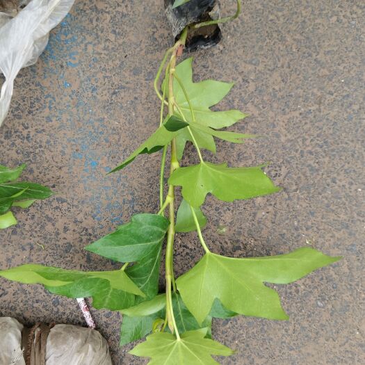 杭州 熊掌木，耐阴植物