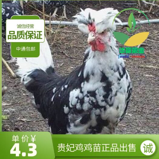 南宁贵妃鸡苗 贵妃鸡鸡苗 品质保证 诚信经营 包打疫苗 支持全国发货