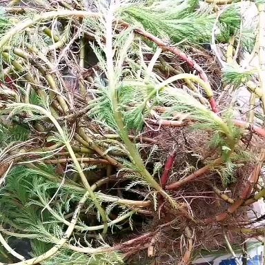 洪湖市粉绿狐尾藻大聚藻美观不用泥漂浮
