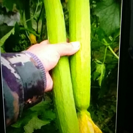 濮阳县 丝瓜种植户