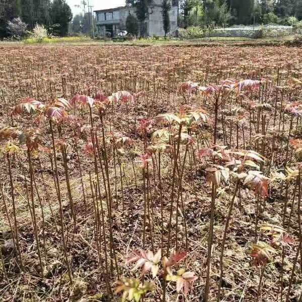 香椿苗  香椿树苗