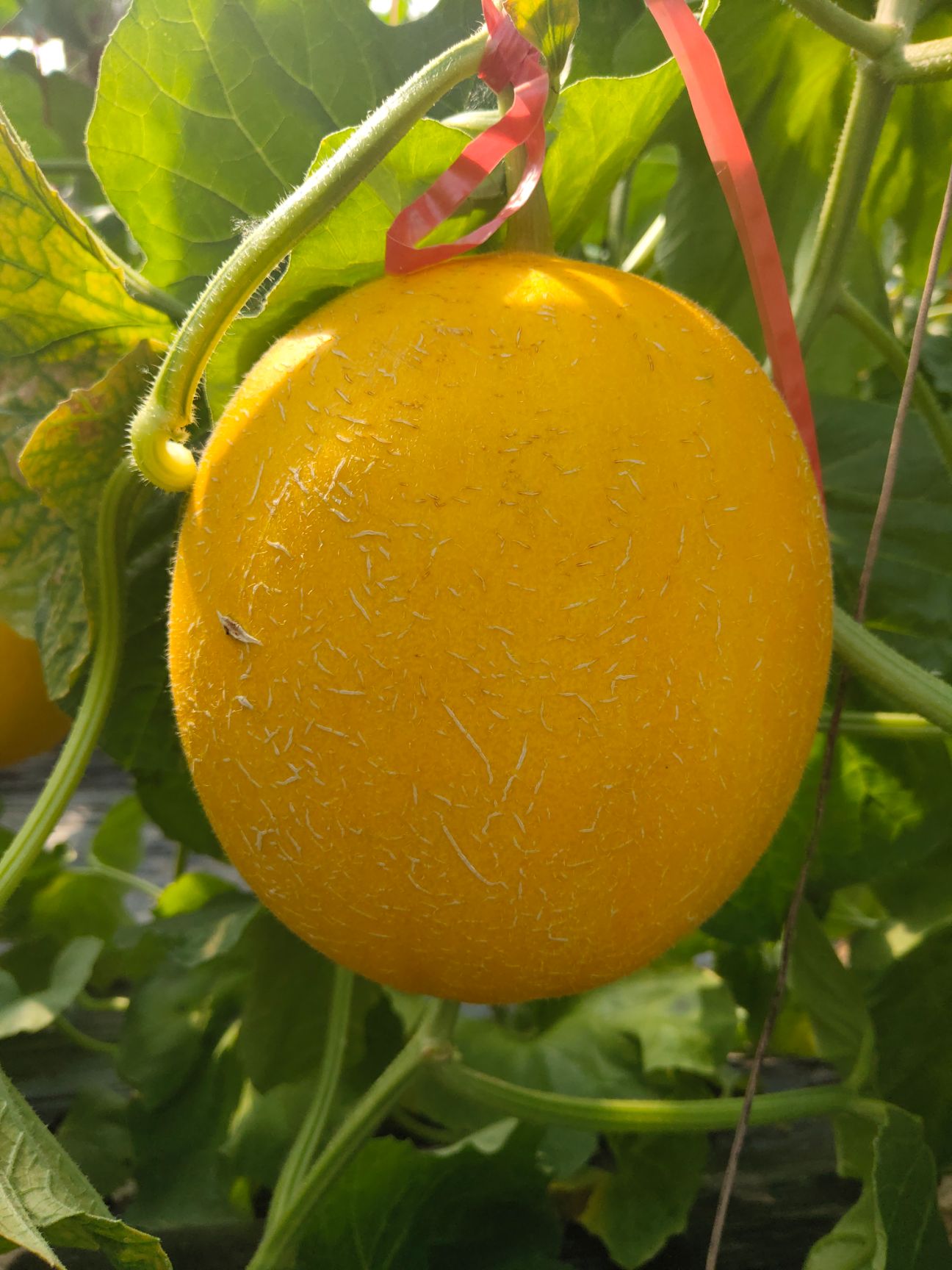 空运,送货上门,零担拼车,清洗净品,按需分拣,按需包装,支持代卖甜瓜