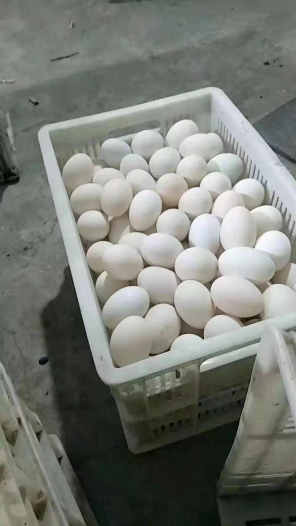 白鸭蛋  裂纹鸭蛋，水洗裂纹蛋，鲜蛋裂纹蛋，整车大量接单中，